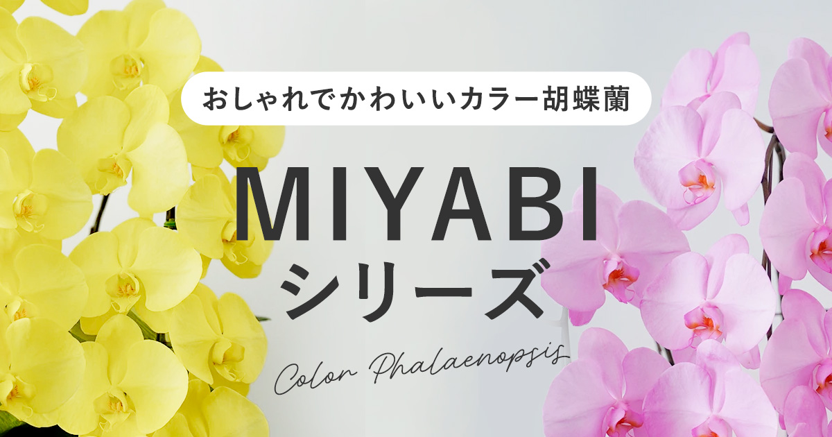 おしゃれでかわいいカラー胡蝶蘭 MIYABIシリーズ